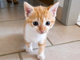 Buzz, chaton calme et doux à adopter en association
