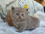3 chatons Highland Straight lilas LOOF nés en mai 2026 à réserver