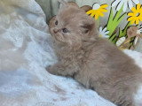 3 chatons Highland Straight lilas LOOF nés en mai 2026 à réserver