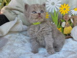 3 chatons Highland Straight lilas LOOF nés en mai 2026 à réserver