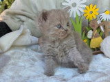3 chatons Highland Straight lilas LOOF nés en mai 2026 à réserver