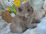 3 chatons Highland Straight lilas LOOF nés en mai 2026 à réserver