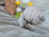 2 chatons Persans à réserver nés en mai 2026 inscrits au LOOF