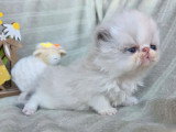 2 chatons Persans à réserver nés en mai 2026 inscrits au LOOF