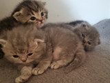 Chatons British Shorthair à vendre (2 femelles & 2 mâles)