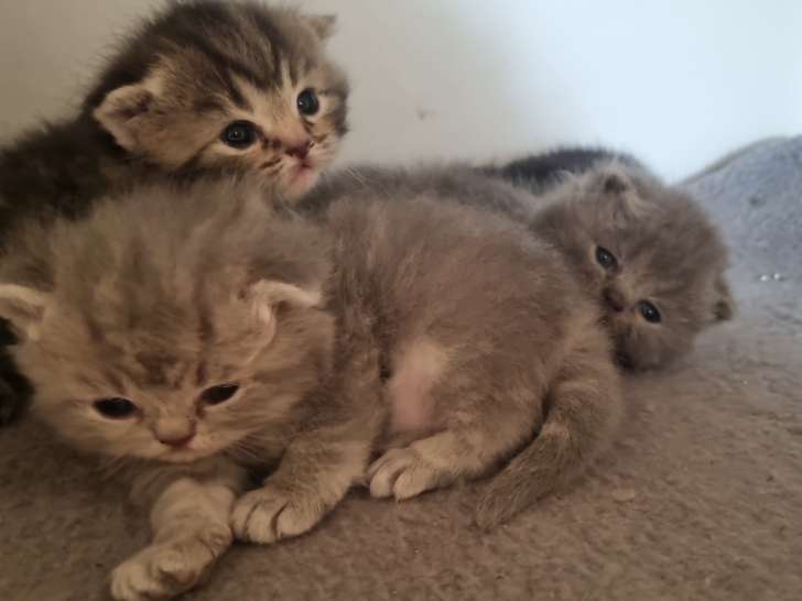 Chatons British Shorthair à vendre (2 femelles & 2 mâles)