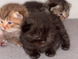 Chatons British Shorthair à vendre (2 femelles & 2 mâles)