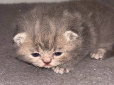 Chatons British Shorthair à vendre (2 femelles & 2 mâles)