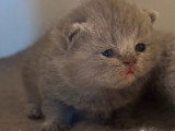 Chatons British Shorthair à vendre (2 femelles & 2 mâles)
