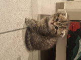 Chatons British Shorthair à vendre (2 femelles & 2 mâles)