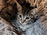 Tobby, adorable chaton à adopter en association