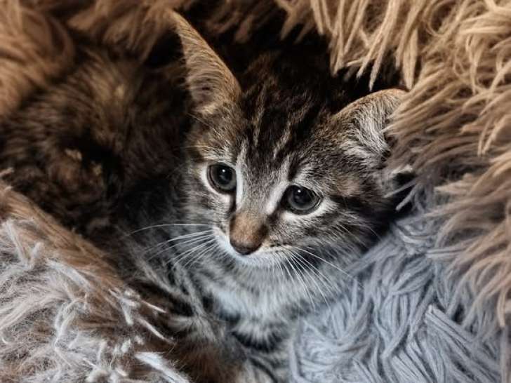 Tobby, adorable chaton à adopter en association