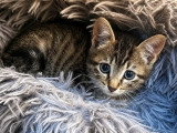 Tobby, adorable chaton à adopter en association