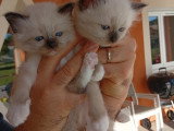 Chatons Sacré de Birmanie à vendre (1 femelle & 1 mâle)