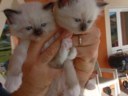 Chatons Sacré de Birmanie à vendre (1 femelle & 1 mâle)
