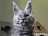 Chaton Maine Coon black smoke mâle LOOF né mars 2026 à vendre