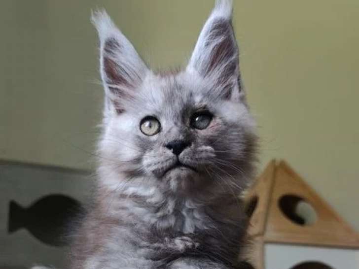 Chaton Maine Coon black smoke mâle LOOF né mars 2026 à vendre