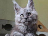 Chaton Maine Coon black smoke mâle LOOF né mars 2026 à vendre