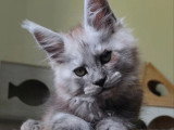Chaton Maine Coon black smoke mâle LOOF né mars 2026 à vendre