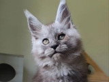 Chaton Maine Coon black smoke mâle LOOF né mars 2026 à vendre