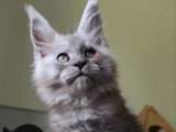 Chaton Maine Coon black smoke mâle LOOF né mars 2026 à vendre