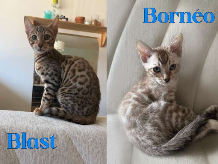 Chatons Bengal LOOF à vendre