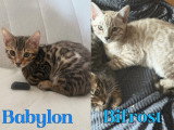 Chatons Bengal LOOF à vendre