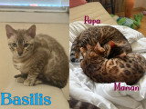 Chatons Bengal LOOF à vendre