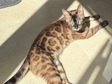 Chatons Bengal à naître en juillet 2026