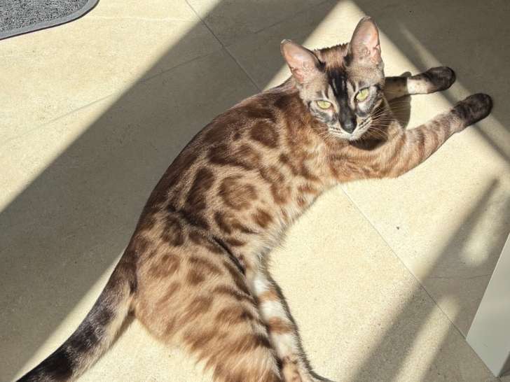 Chatons Bengal à naître en juillet 2026