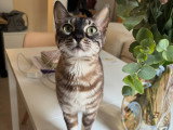 Chatons Bengal à naître en juillet 2026