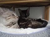 Chatons Bengal à naître en juillet 2026