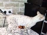 Chatons Bengal à naître en juillet 2026