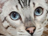 Chatons Bengal à naître en juillet 2026