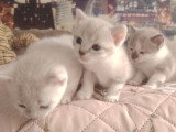 3 chatons au yeux bleus et pelage couleur cendre à donner