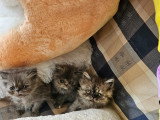 Chatons Persan à vendre