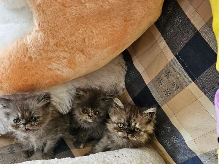 Chatons Persan à vendre