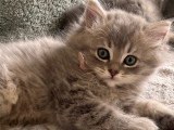 Chaton mâle Scottish Straight à vendre