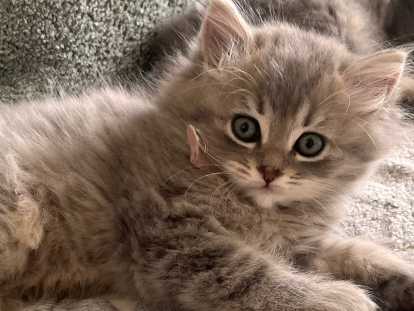 Chaton mâle Scottish Straight à vendre