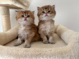 2 chatons British Longhair LOOF à vendre