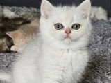 Chaton femelle Scottish Straight black silver shaded LOOF à réserver