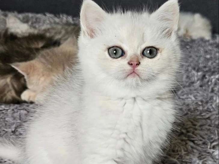 Chaton femelle Scottish Straight black silver shaded LOOF à réserver