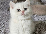 Chaton femelle Scottish Straight black silver shaded LOOF à réserver