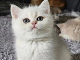Chaton femelle Scottish Straight black silver shaded LOOF à réserver