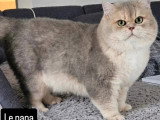 Chaton femelle Scottish Straight black silver shaded LOOF à réserver