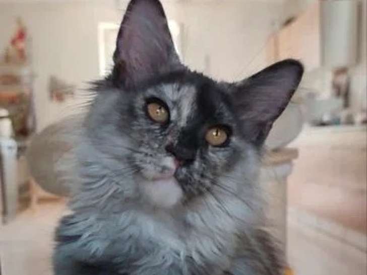 Chaton femelle Maine Coon bleu tortie smoke LOOF à vendre