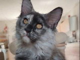 Chaton femelle Maine Coon bleu tortie smoke LOOF à vendre