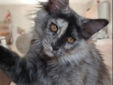 Chaton femelle Maine Coon bleu tortie smoke LOOF à vendre