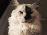 Chat Maine Coon mâle blue smoke LOOF de 3 ans à vendre