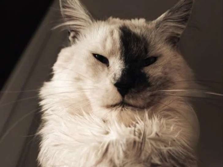 Chat Maine Coon mâle blue smoke LOOF de 3 ans à vendre